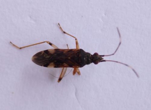 Ozophora sp.